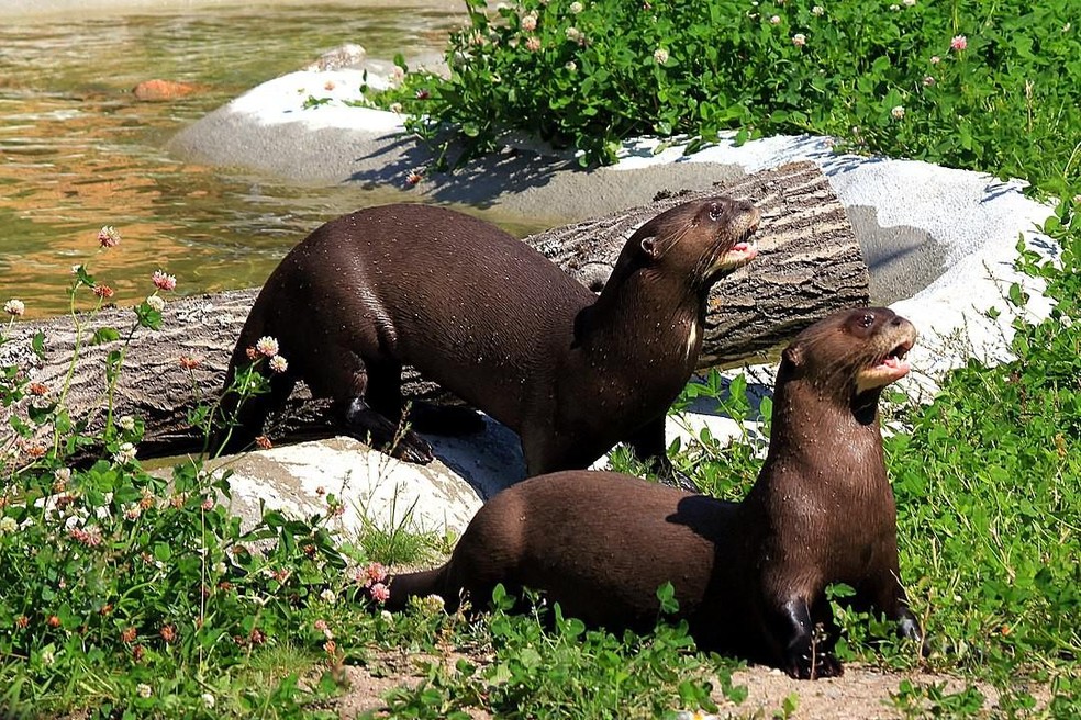 As ariranhas são parentes das lontras e excelentes nadadoras — Foto: ( Calle Eklund/V-wolf/ Wikimedia Commons)