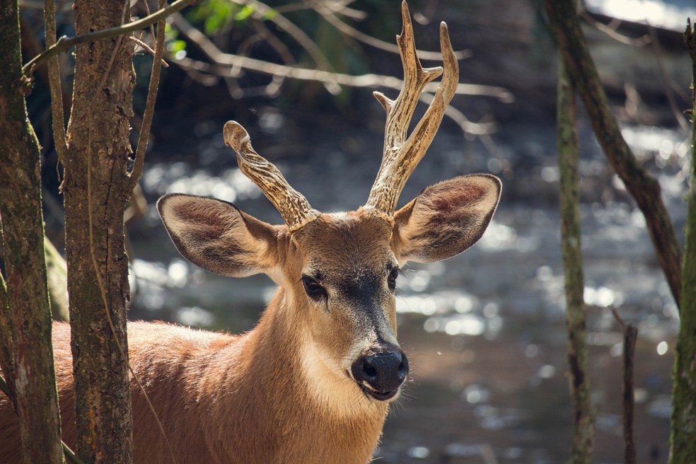 Surgimento do centro deve tornar mais fácil a reintrodução dos cervos à natureza — Foto: Vinicius nogueira / Wikimedia Commons