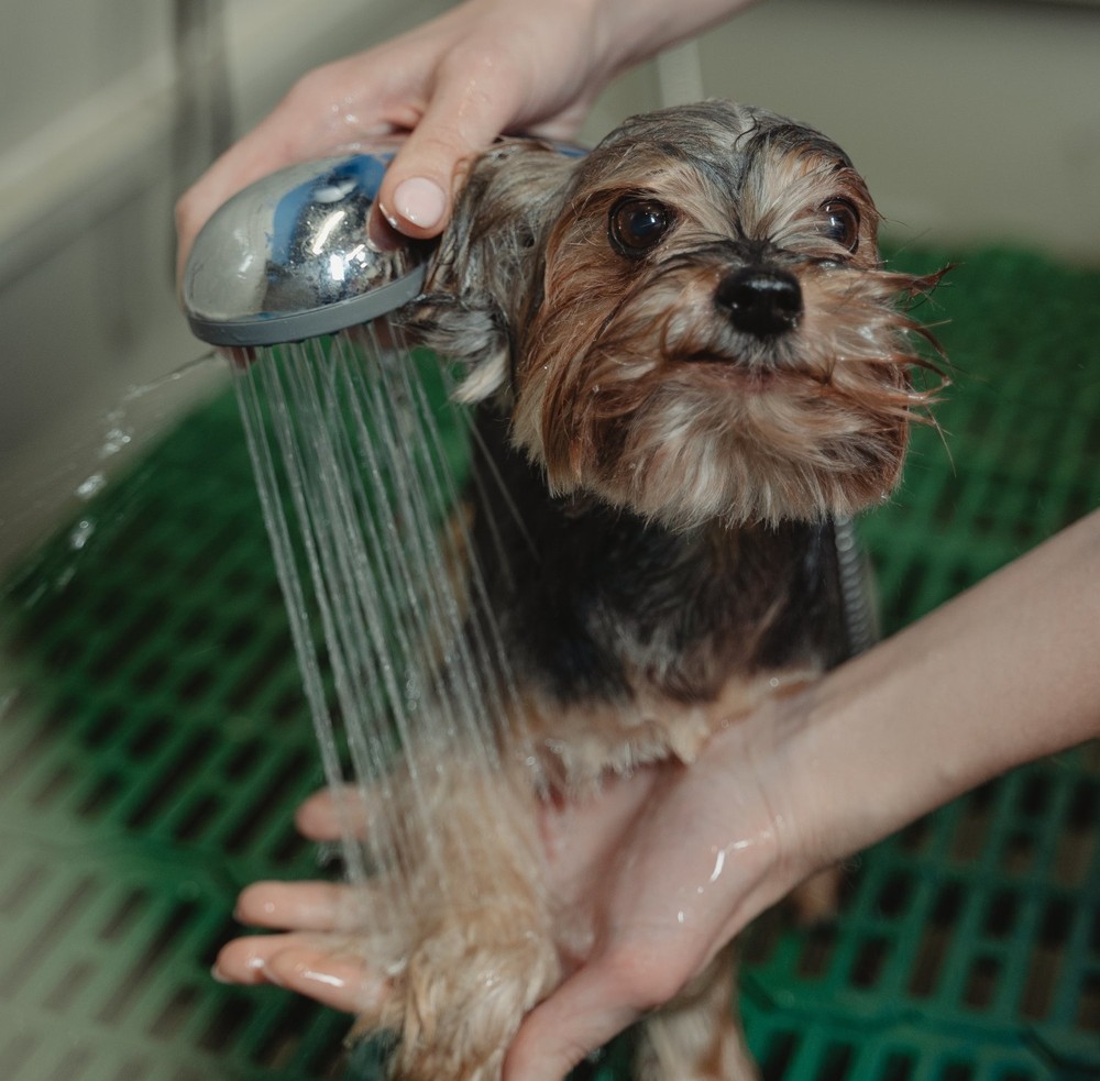 Cachorro filhote pode tomar banho? Confira os cuidados necessários ...