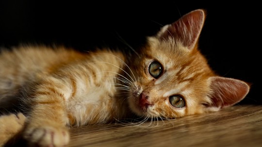 Estudo lista as doenças mais comuns em gatos domésticos