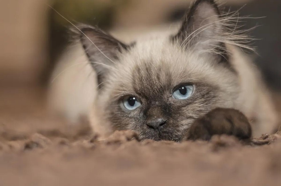 Os gatos siameses têm uma predisposição a disfunções cognitivas — Foto: ( Pexels/ Pixabay/ CreativeCommons)