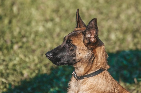 Qual cachorro é mais protetor com seu dono, o pastor alemão ou o