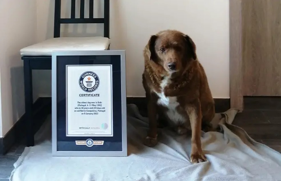 Bobi recebeu o título que estava com o último cão há quase um século — Foto: Guinness World Records/ Divulgação