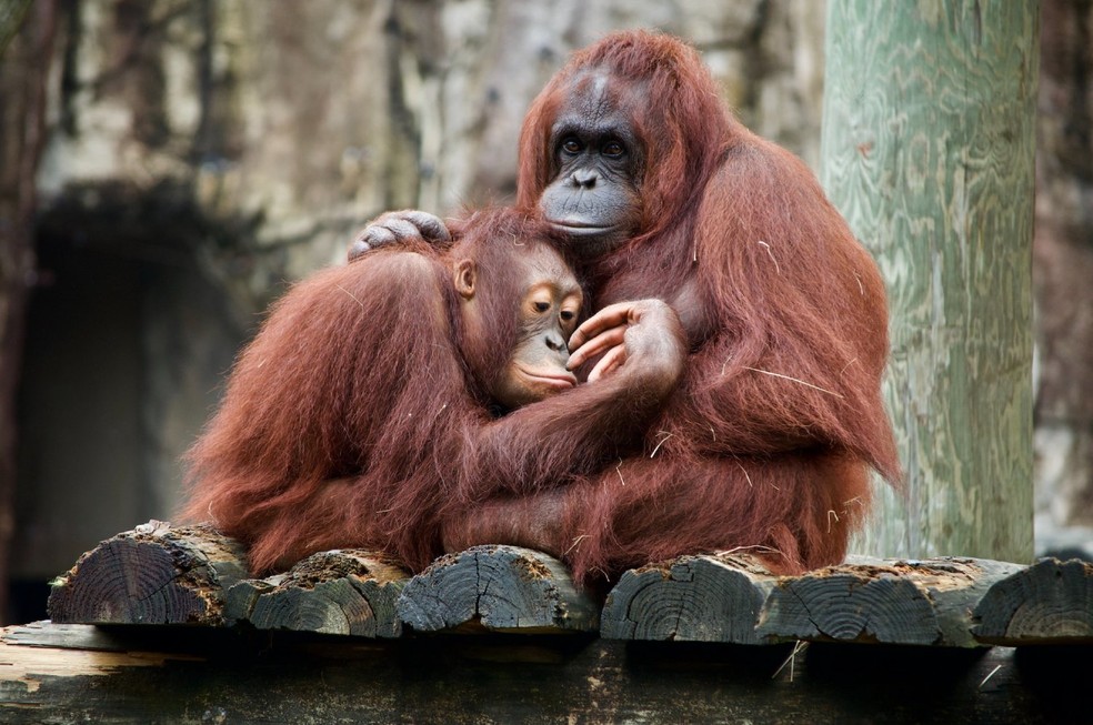 Orangotangos (foto), gibões, gorilas, chimpanzés e bonobos são considerados símios, o grupo de primatas atuais e extintos evolutivamente mais próximos dos seres humanos — Foto: Unsplash/ cameramandan83/ Creative Commons
