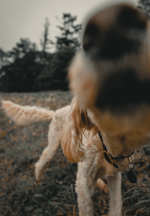 Por Que Os Cachorros Cheiram As Partes íntimas Das Pessoas