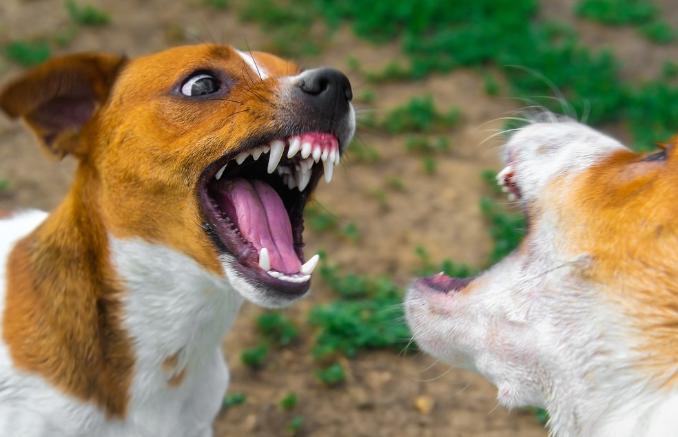 Antes de iniciar uma briga, os cães demonstram sinais de agressividade por meio da postura corporal — Foto: Canva/ CreativeCommons 