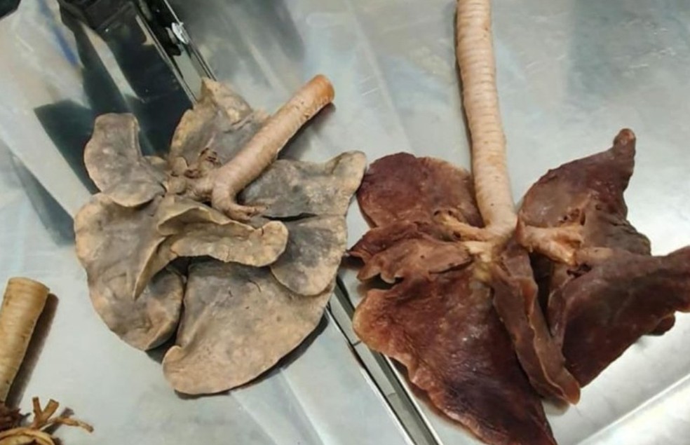 Do lado esquerdo, pulmão do cachorro de um tutor fumante. Do lado direito, pulmão de um cão saudável  — Foto: Twitter/ @TataMoraissp/ Reprodução