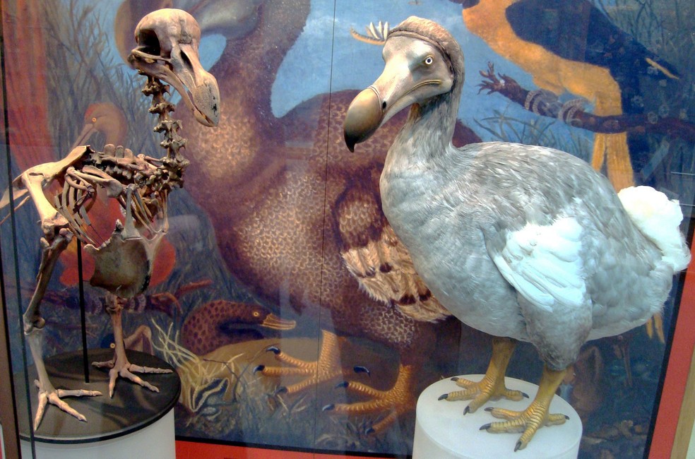 Esqueleto e modelo de dodô no Museu de História Natural da Universidade de Oxford — Foto: BazzaDaRambler/ Wikimedia Commons/ CreativeCommons