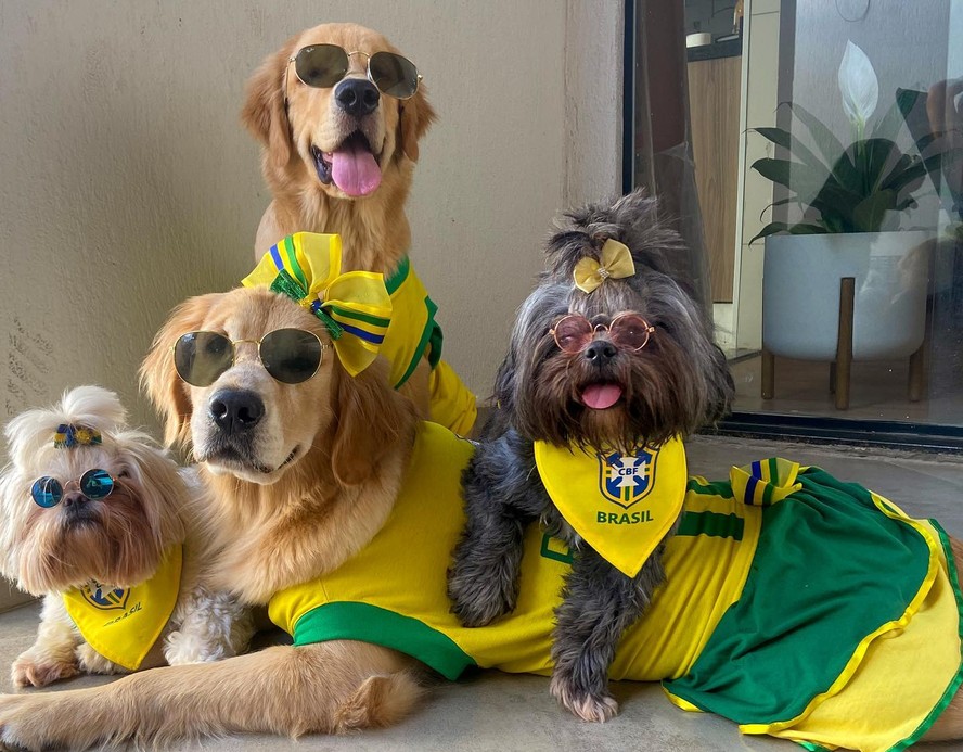 Família de cães cheia de estilo, com quatro looks diferentes e descolados