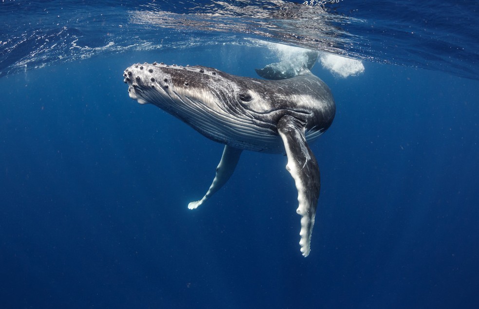 As baleias são categorizadas como grupo vulnerável à extinção, consequência da caça comercial  — Foto: Canva/ Creative Commoms
