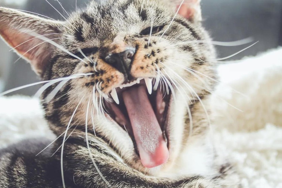 O aumento da vocalização é outro comportamento comum de um gato medroso ou estressado pela queima de fogos — Foto: ( Unsplash/ Erik-Jan Leusink/ CreativeCommons)