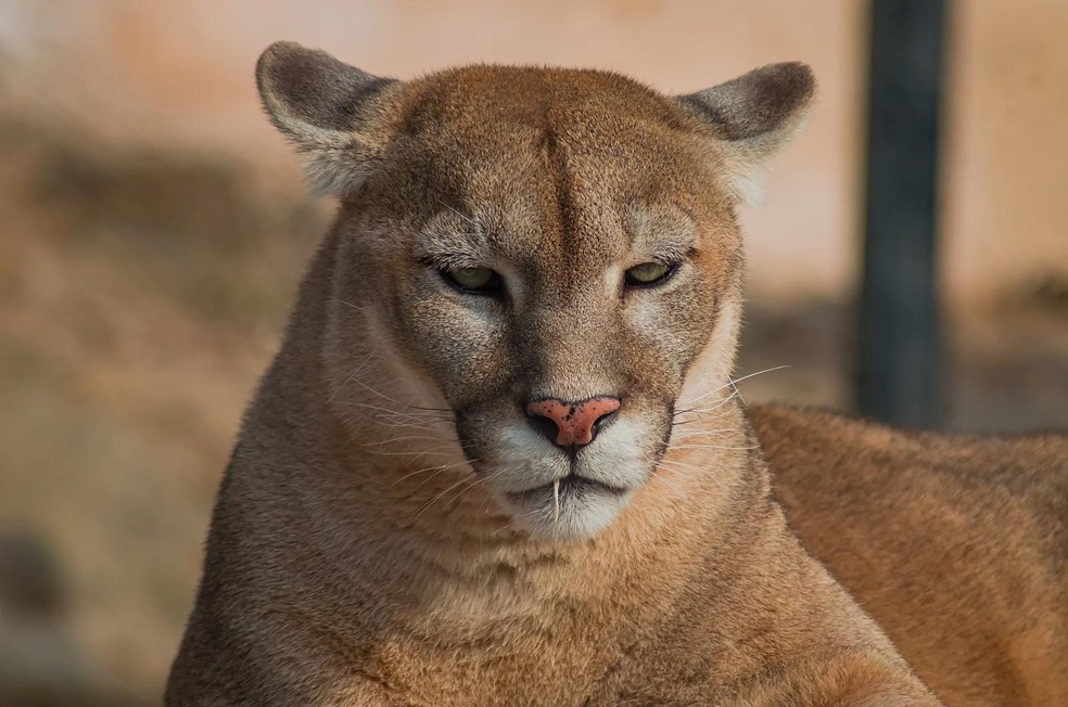 Onça-parda - Puma concolor — Foto: Shahzaib Damn Cruze/ Wikimedia Commons/ CreativeCommons