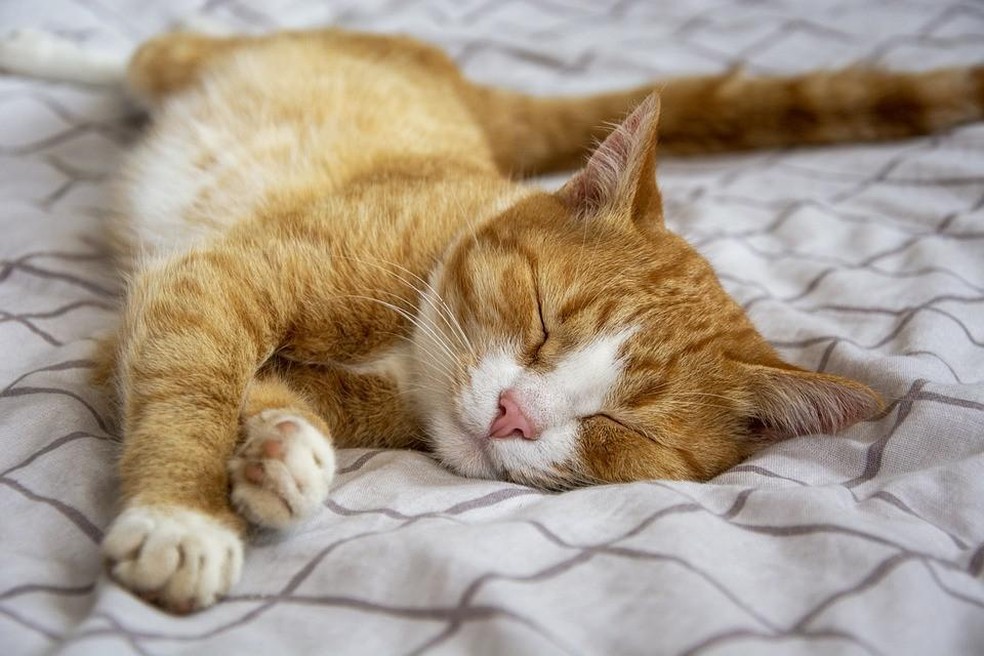 Especialistas afirmam ser normal os gatos dormirem de 12 a 16 horas por dia — Foto: ( Pixabay/ Lili-OK/ CreativeCommons)