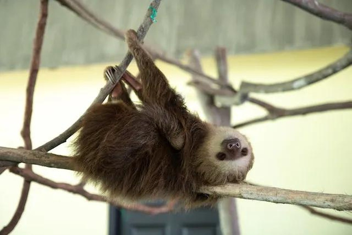 O bicho-preguiça é realmente preguiçoso? Confira curiosidades do animal ...