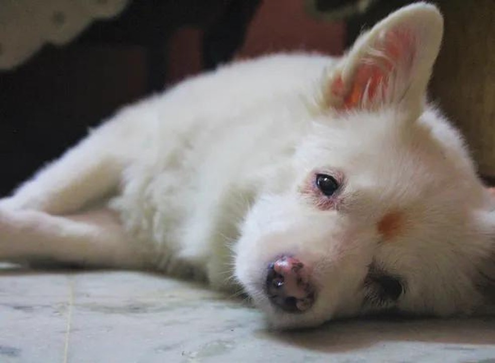 Alguns cães possuem sensibilidade a tosas baixas e podem apresentar tristeza e irritação — Foto: ( Pixabay/ Tanuj Handa/ CreativeCommons)