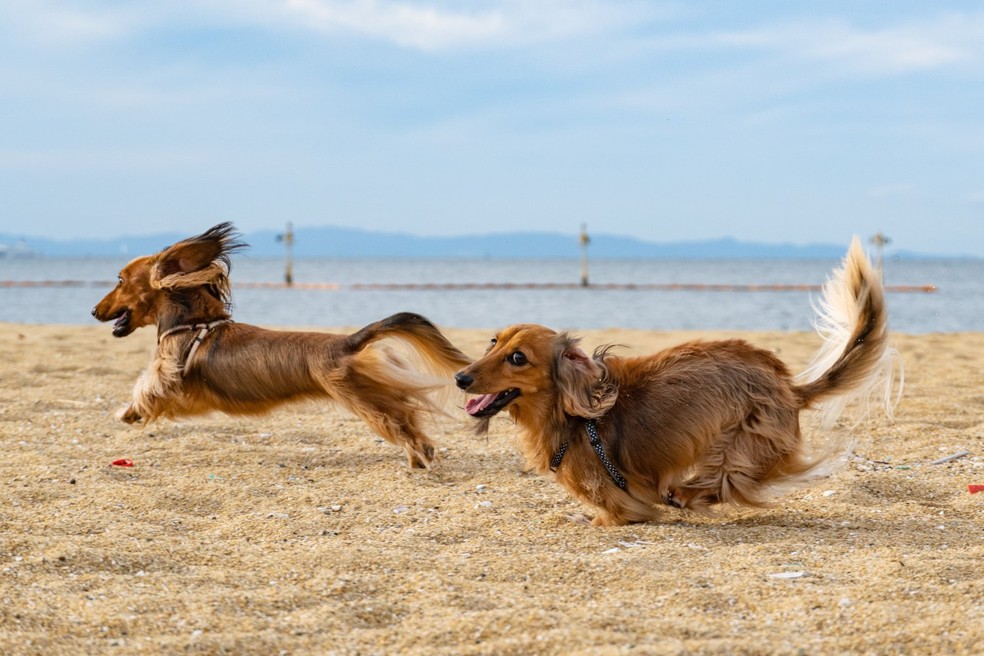 Manter o seu cão ativo pode evitar o surgimento da demência e outras doenças associadas ao envelhecimento — Foto: Unsplash/ Kojirou Sasaki/ CreativeCommons