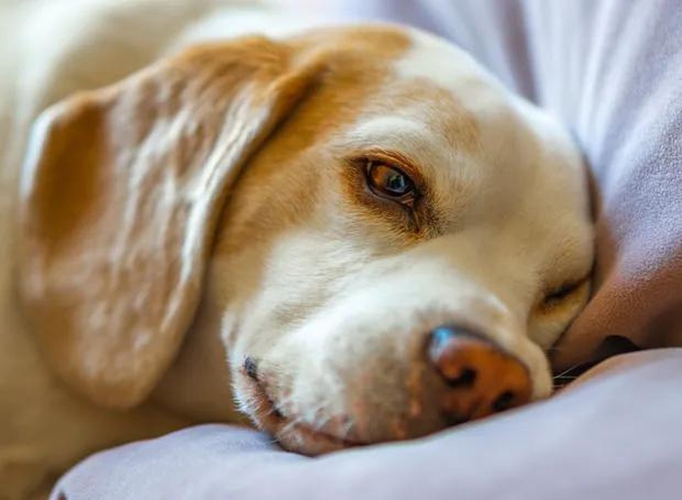 A papilomatose canina é transmitida por meio do contato direto ou indireto com secreções ou sangue dos tumores de animais infectados — Foto: ( Pexels/ ale Zuñiga/ CreativeCommons)