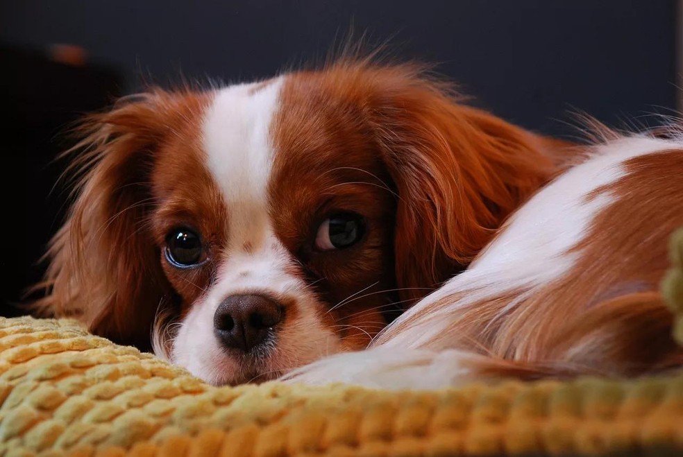 São cães tranquilos, que não exigem atividades extras para gasto de energia — Foto: ( Pixabay/ Paweł Kenar/ CreativeCommons)