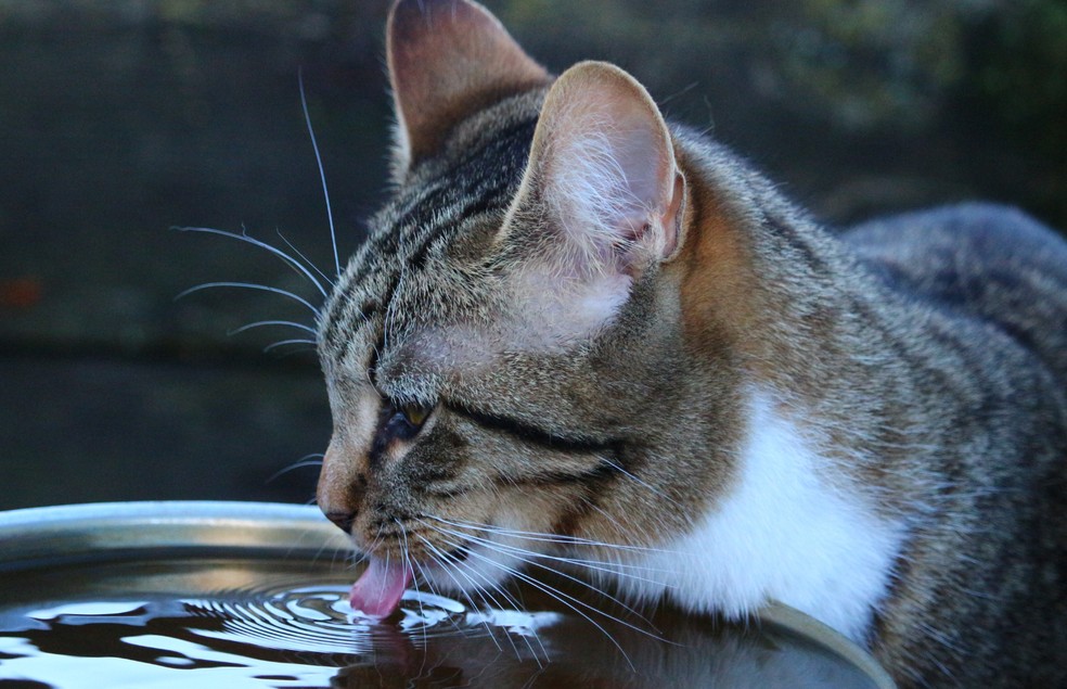Se a água estiver com um gosto estranho, é bem provável que o pet não tome o líquido  — Foto: Canva/ CreativeCommons