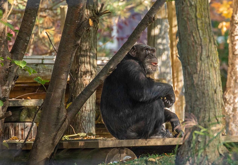Tatu, chimpanzé da família de Washoe que ainda hoje vive no santuário da Fundação Fauna — Foto: The Fauna Foundation/ Reprodução