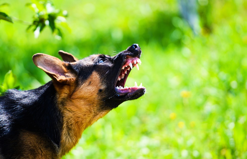 Os tutores devem se atentar aos sinais corporais dos cães, a fim de evitar brigas e acidentes  — Foto: Canva/ CreativeCommons
