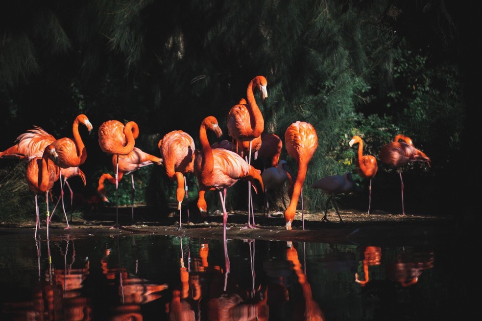Os vários grupos de personalidade diferentes fornecem ajuda social aos seus membros, por exemplo, apoiando-se mutuamente nas muitas disputas que ocorrem nos bandos de flamingos. — Foto: Unsplash/ Artur Aldyrkhanov/ Creative Commons