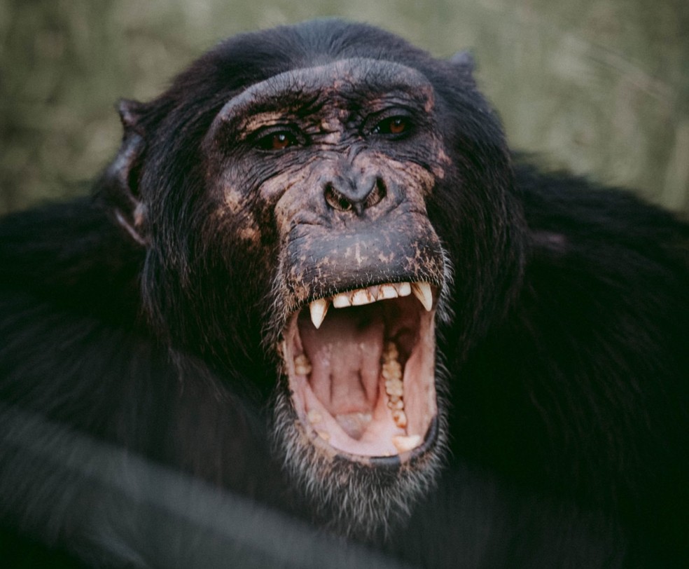 Chimpanzés machos adultos se tornam mais seletivos em relação aos amigos à medida que envelhecem — Foto: Unsplash/ mwangi gatheca/ CreativeCommons