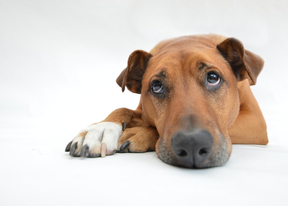 Quando o assunto é exercício, a personalidade do animal deve ser levada em conta. Há cães que simplesmente não gostam de se exercitar — Foto: Pixabay/ Sianbuckler/ CreativeCommons
