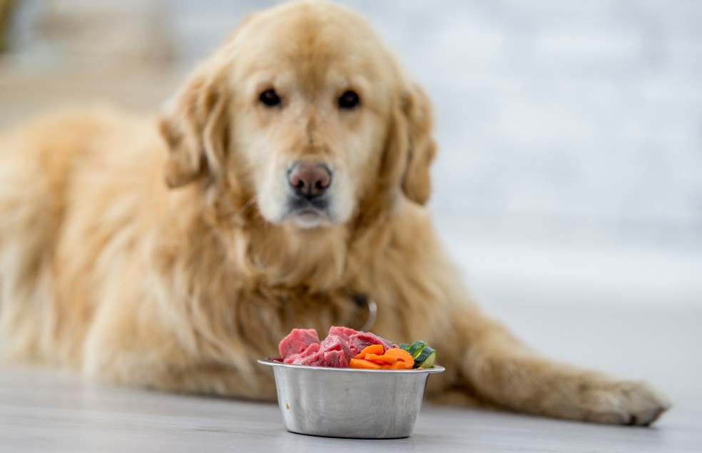 É preciso consultar um médico-veterinário antes de ofertar alimentação natural para o cão — Foto: Canva/ CreativeCommons