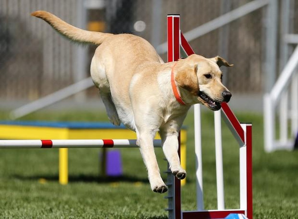 O que é agility? Entenda tudo sobre o esporte dos cães, Comportamento