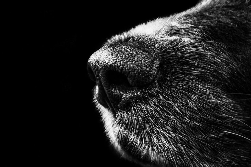 O olfato dos cães surdos e cegos deve ser estimulado de diferentes formas pelo tutor — Foto: Pexels/ Pixabay/ CreativeCommons