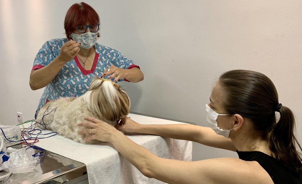 A médica-veterinaria Renata Fioretti atendeu a cachorra Cacau com a companhia da tutora, Albina — Foto: ( Carina Gonçalves/ Vida de Bicho)