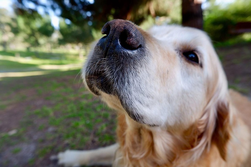 7 mitos e verdades sobre o olfato dos cães | Comportamento | Vida de Bicho