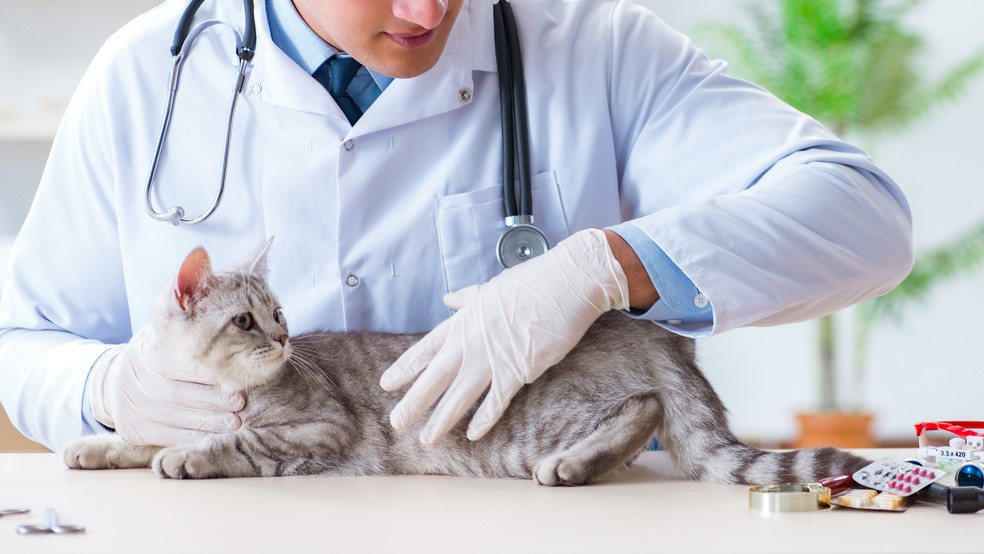 Telemedicina veterinária: nem toda consulta pode ser feita online