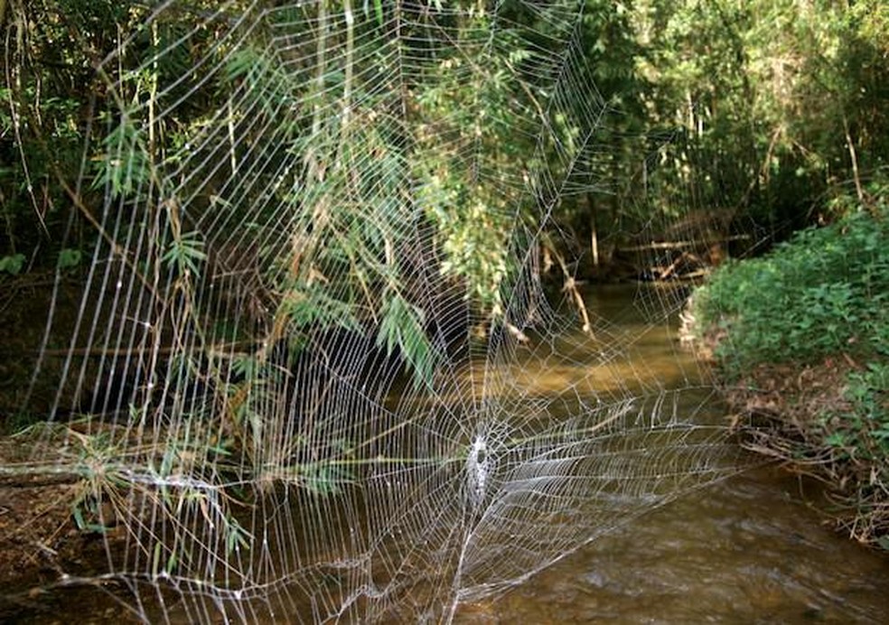 Teias feita por uma aranha-da-casca-de-Darwin - Caerostris darwini — Foto: ( Ingi Agnarsson, Matjaž Kuntner, Todd A. Blackledge/ Wikimedia Commons/ CreativeCommons)
