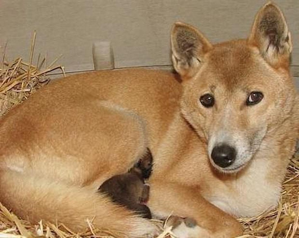 Cão-cantor-da-nova-guiné - Canis lupus hallstromi — Foto: ( Tomcue2/ Wikimedia Commons/ CreativeCommons)