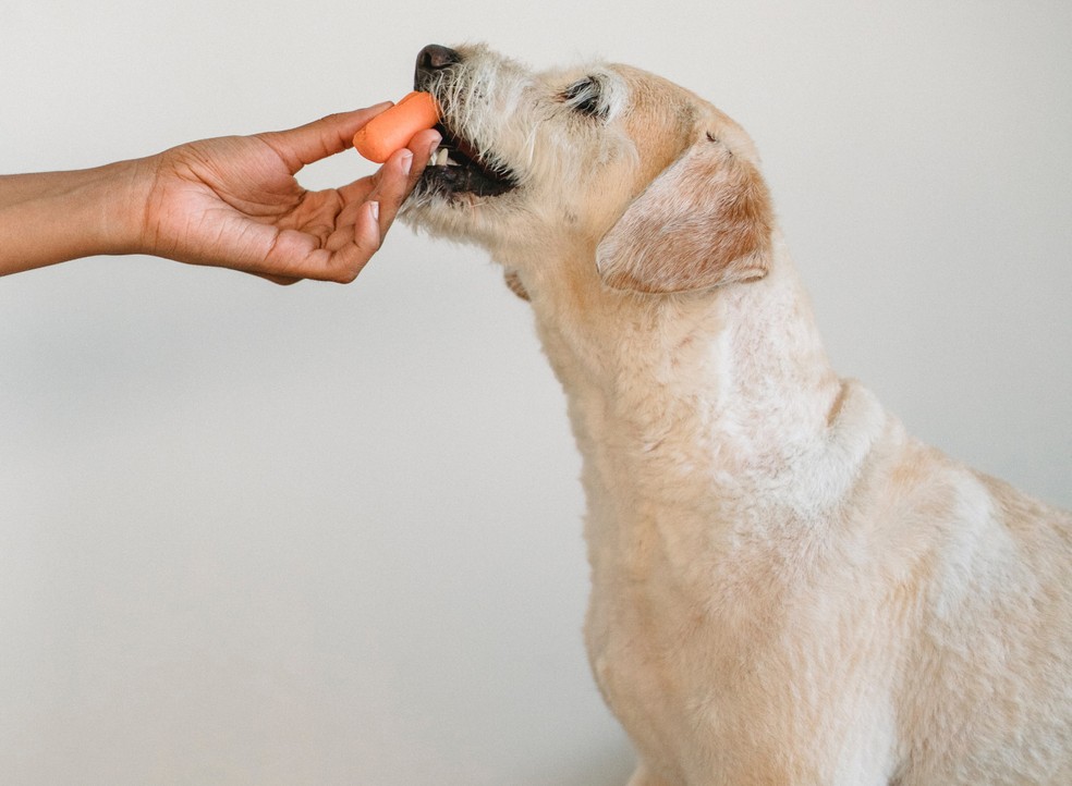 Para tornar o alimento mais atrativo ao pet, o tutor pode misturar petiscos naturais à refeição, como legumes — Foto: Pexels/ Samson Katt/ Creative Commons