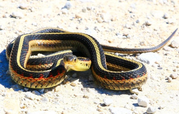 Cobras gostam de formar panelinhas com outras cobras, diz estudo