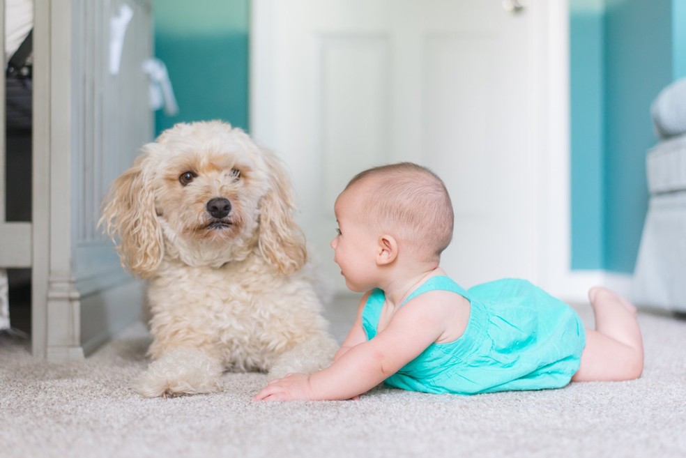 Muitas bactérias caninas podem ajudar no desenvolvimento imunológico das crianças, evitando a dermatite — Foto: Unsplash/ Picsea/ CreativeCommons