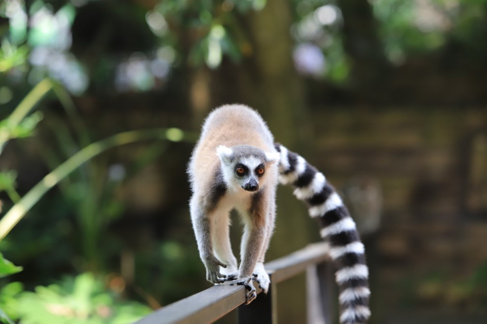 Primatas menos próximos ao ser humano, como o lêmure, apresentam caudas, em geral, bem desenvolvidas — Foto: Unsplash/ aldrinrachmanpradana/ Creative Commons