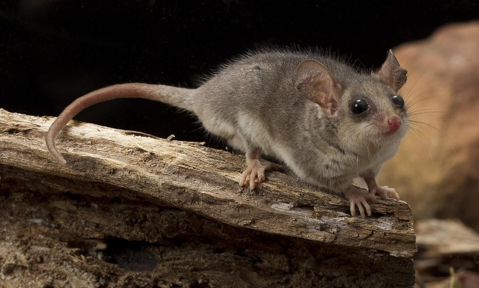 Conheça o marsupial que se parece com um rato e voa igual a um