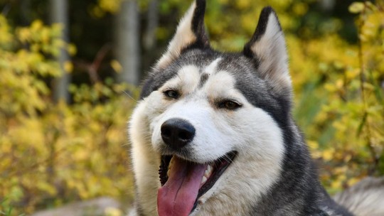 Husky siberiano: 19 fatos sobre o cão que inspirou os lobos de Game of Thrones