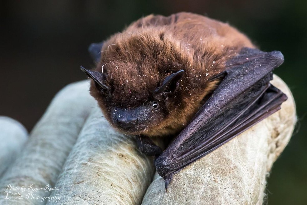 De 18 espécies de morcegos existentes na Grã-Bretanha, quatro estão vulneráveis — Foto: ( Flickr/ Roger Reetz/ CreativeCommons)