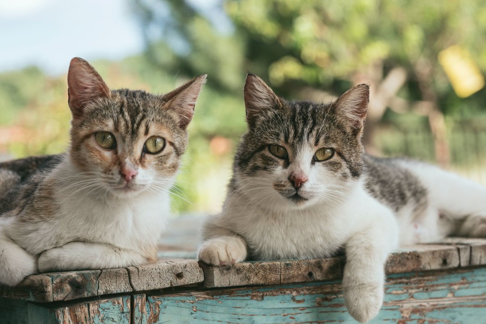 Os gatos portadores do calicivírus felino podem ou não desenvolver a doença — Foto: Unsplash/ Nathalie Jolie/ CreativeCommons