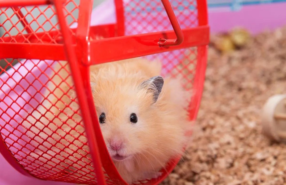 Hamster-comum – Cricetus cricetus — Foto: Canva/ Creative Commons