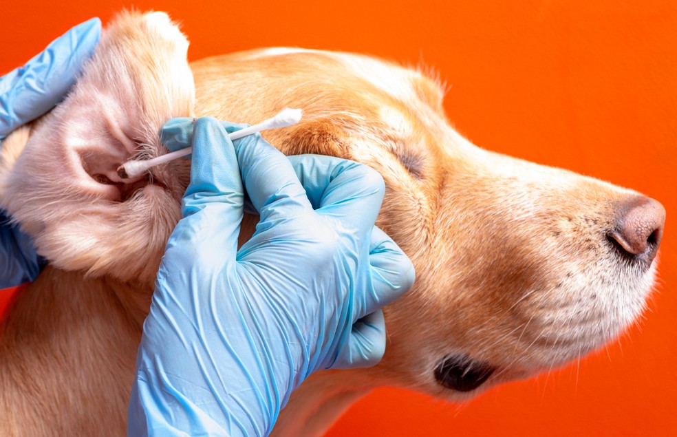 Como saber se o cachorro está com dor de ouvido? Confira os sintomas ...