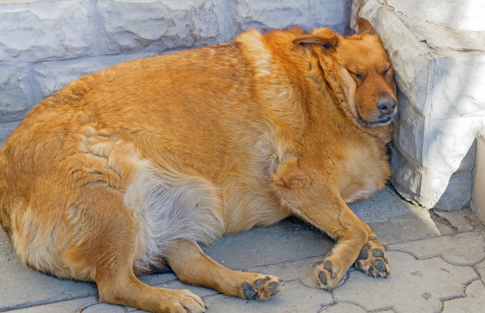 Segundo estudos, cães e gatos obesos têm menor expectativa e qualidade de vida — Foto: Canva/ Creative Commons