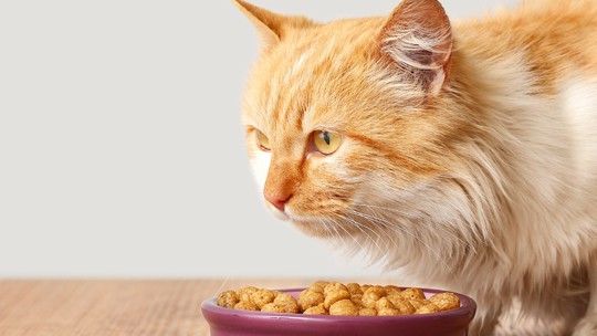 Gordura faz mal para cães e gatos? Colunista explica!