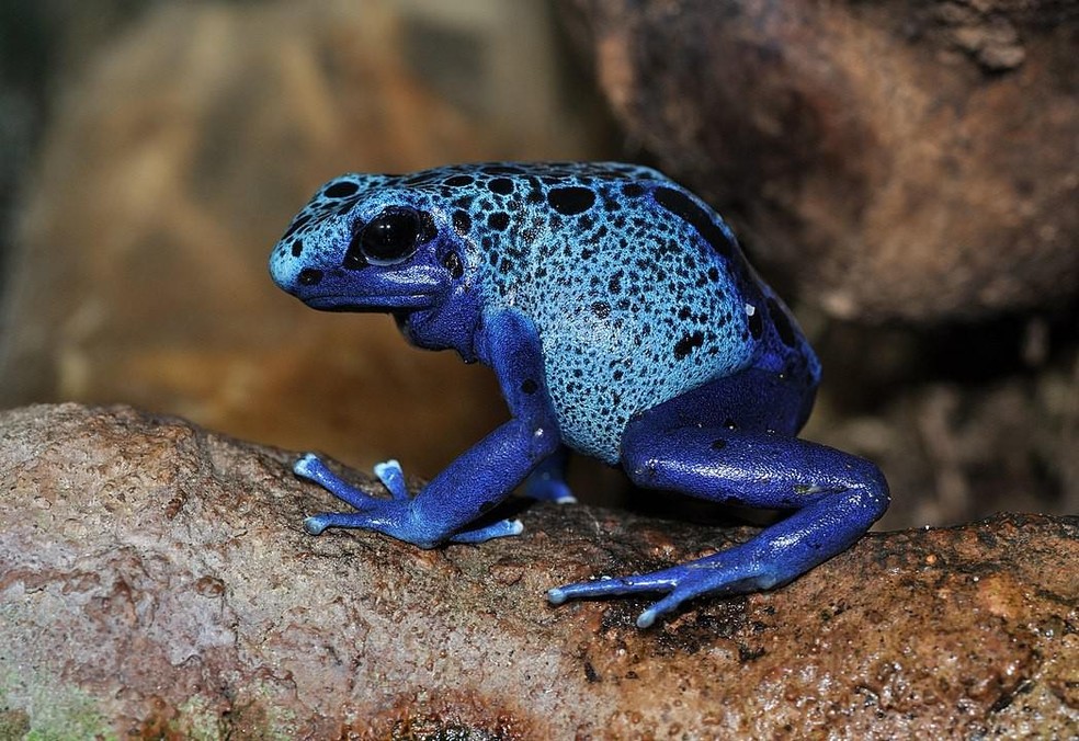 rana venenosa azul