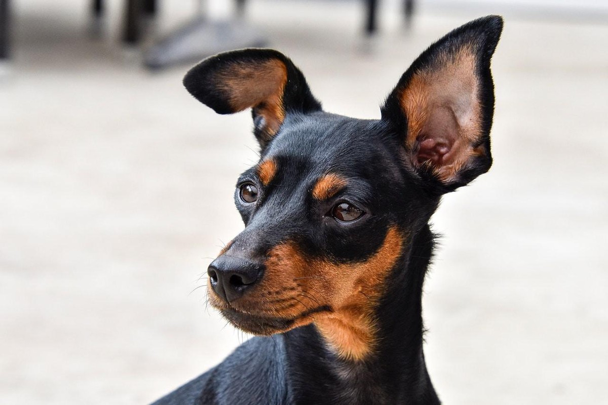 Pinscher, o pequeno cão de personalidade forte Raças Vida de Bicho